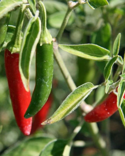 SALSARIFIC - Pepper - Serrano