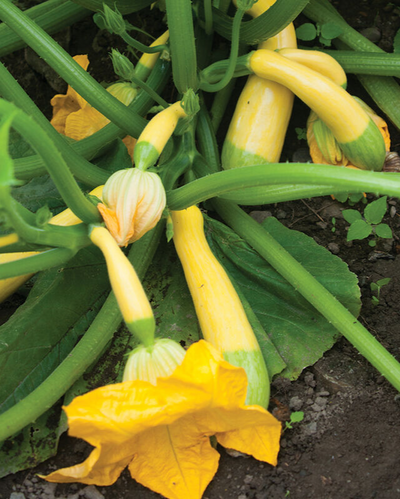 VEG - Squash Prem. - Zephyr (Summer)