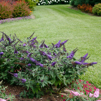 Buddleia Pugster® 'Blue' (PW)