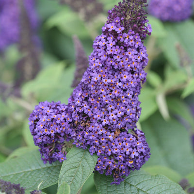 Buddleia Pugster® 'Blue' (PW)