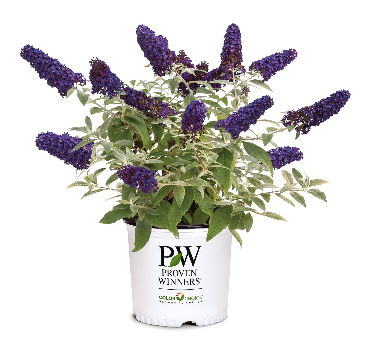 Buddleia Pugster® 'Blue' (PW)