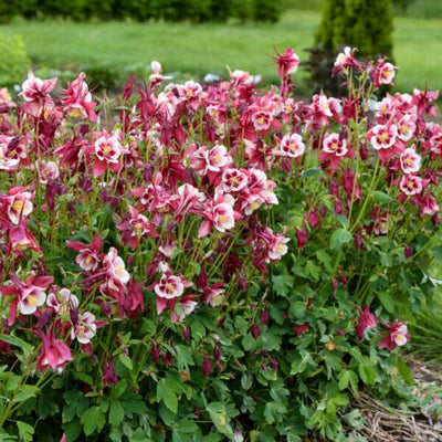 Aquilegia 'Kirigami Red & White'