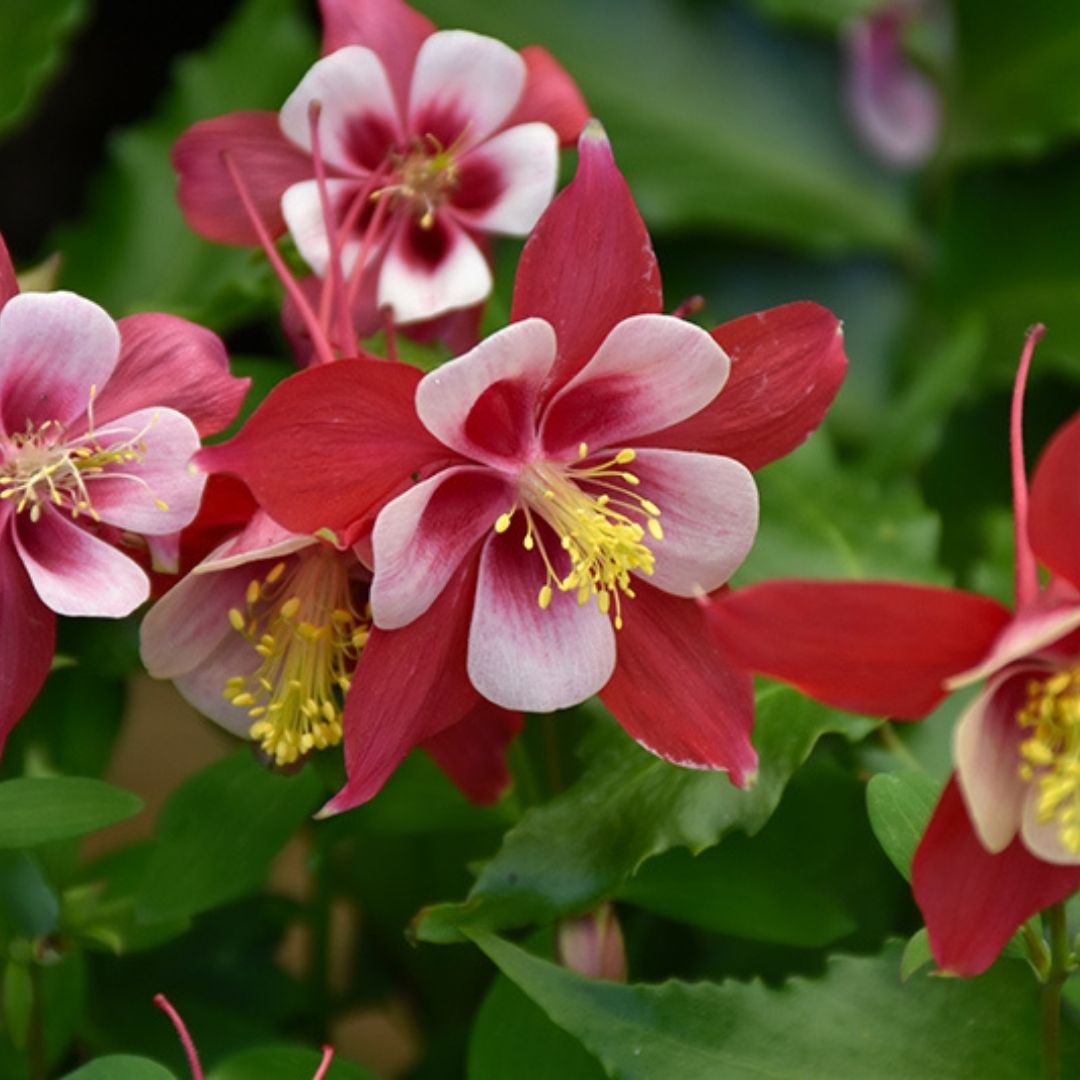 Aquilegia 'Kirigami Red & White'