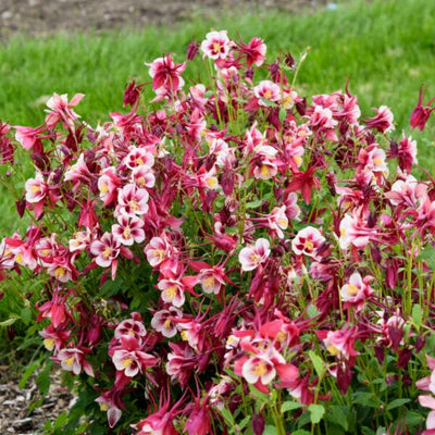 Aquilegia 'Kirigami Red & White'