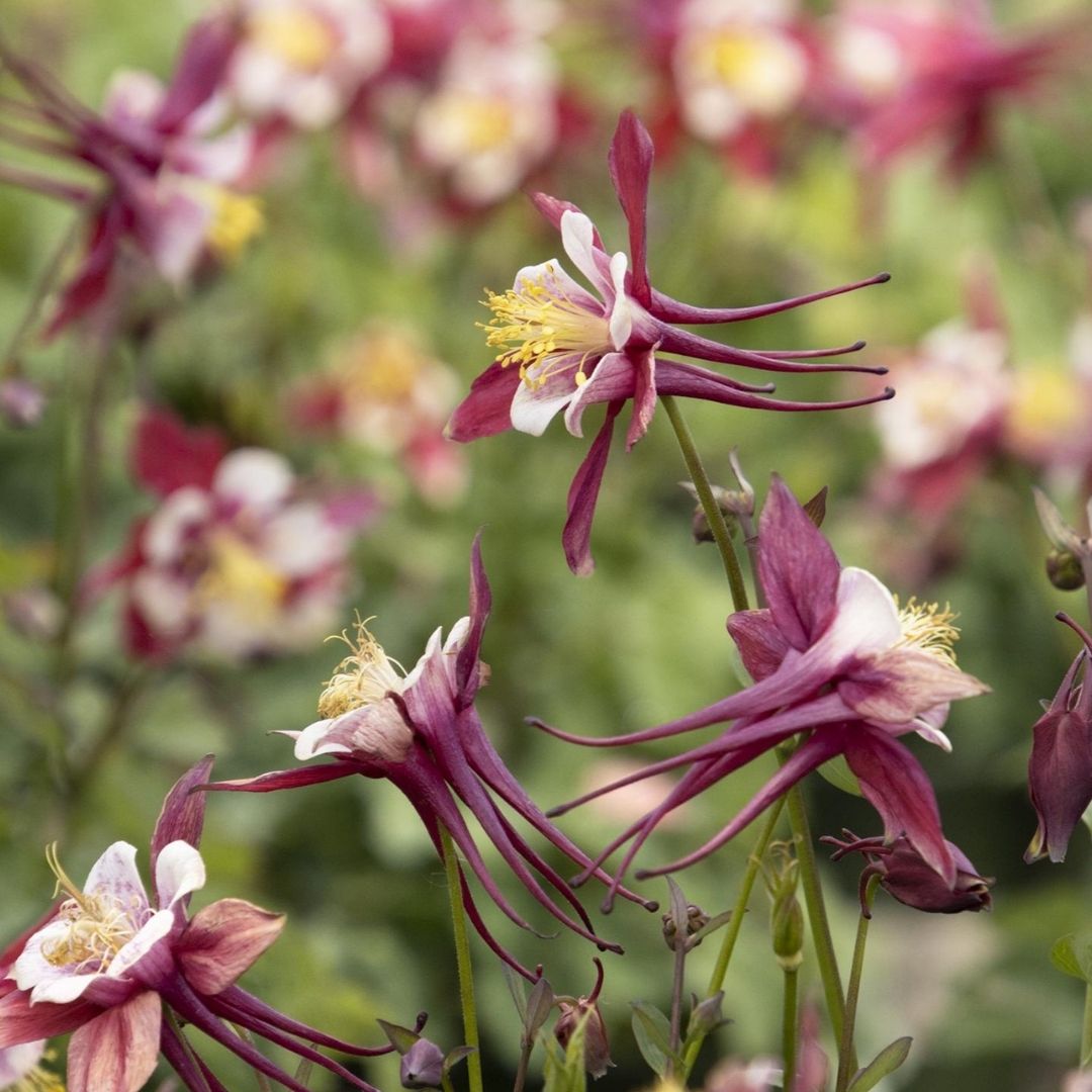 Aquilegia 'Kirigami Red & White'