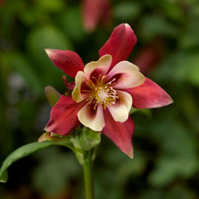 Aquilegia 'Kirigami Red & White'