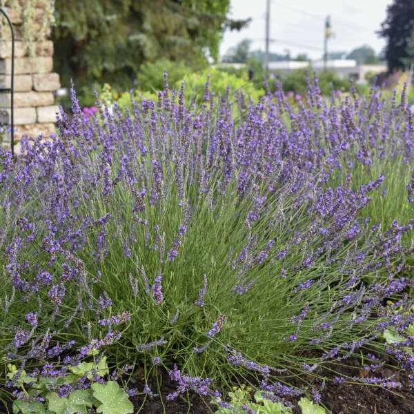 Lavandula 'Phenomenal'