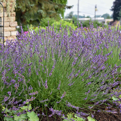 Lavandula 'Phenomenal'