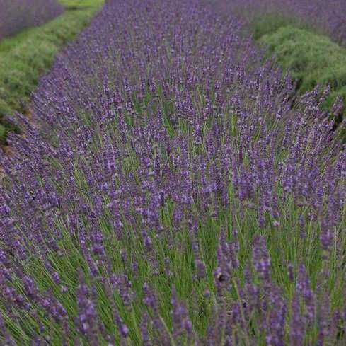 Lavandula 'Phenomenal'