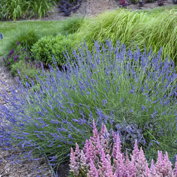 Lavandula 'Phenomenal'