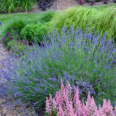 Lavandula 'Phenomenal'