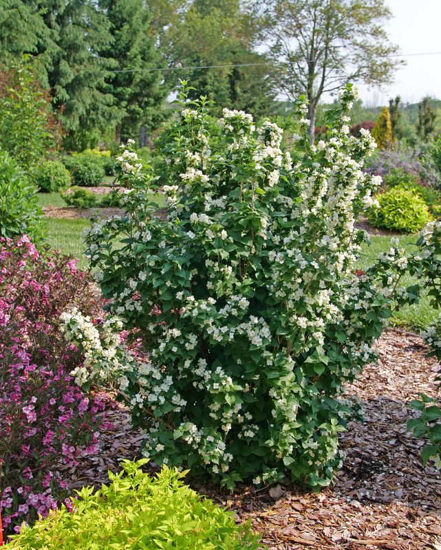 Philadelphus Illuminati Tower® (PW)