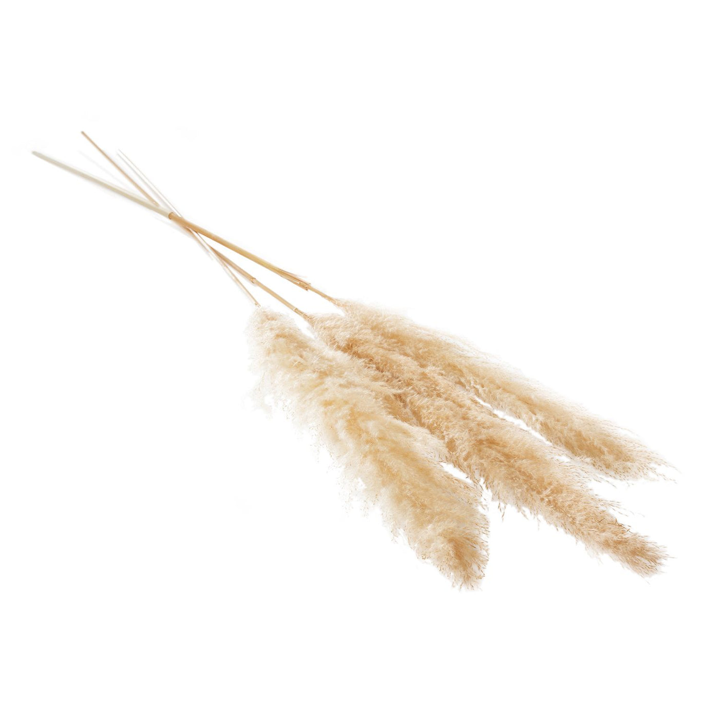 Tan Pampas Grass 55" - 62" (Fluffy)