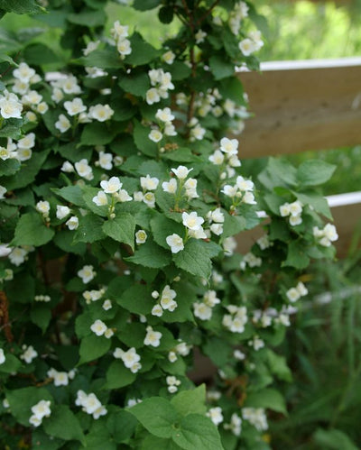 Philadelphus Illuminati Tower® (PW)