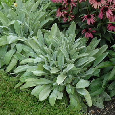 Stachys 'Fuzzy Wuzzy'