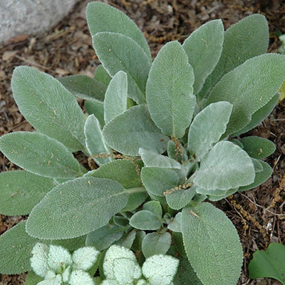 Stachys 'Fuzzy Wuzzy'