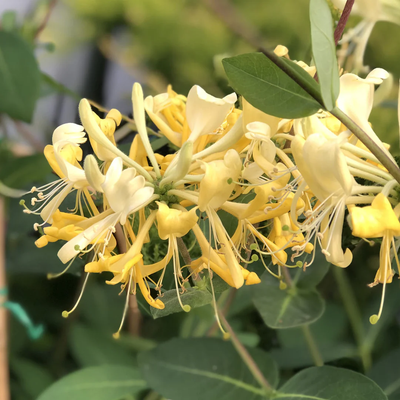 VINE - Lonicera 'Scentsation' (PW)