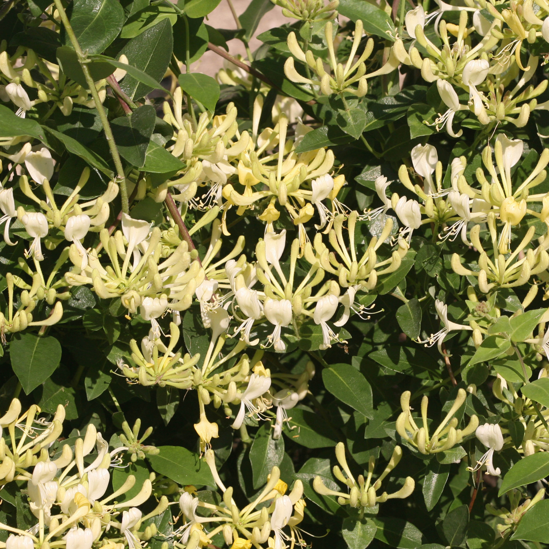 VINE - Lonicera 'Scentsation' (PW)