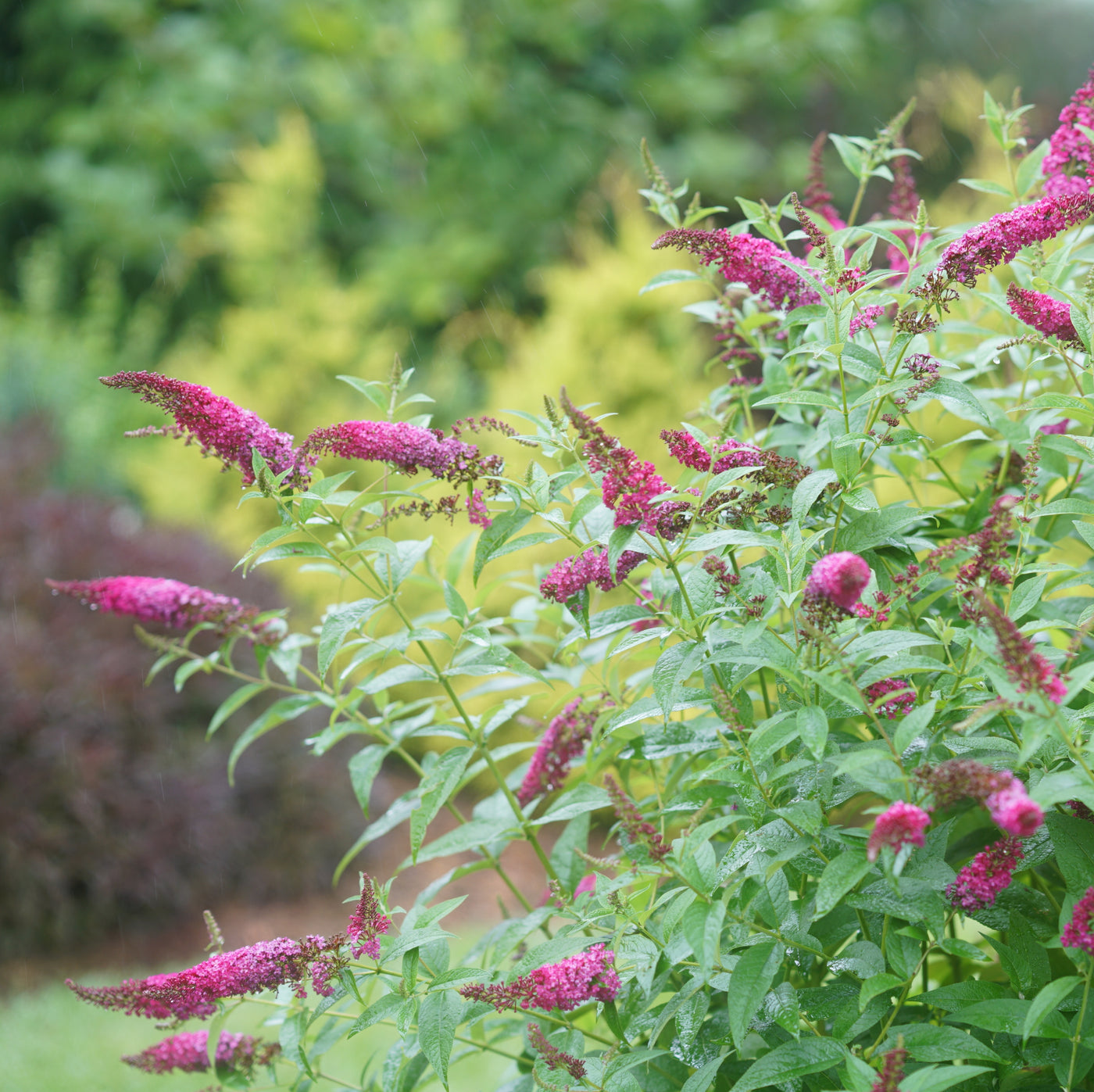 Buddleia 'Miss Molly' (PW)