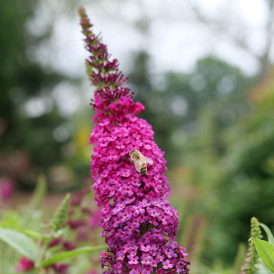 Buddleia 'Miss Molly' (PW)