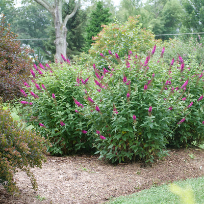 Buddleia 'Miss Molly' (PW)