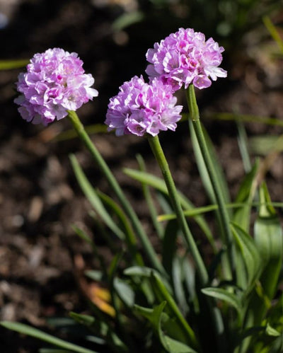 Armeria Dreameria® 'Sweet Dreams'