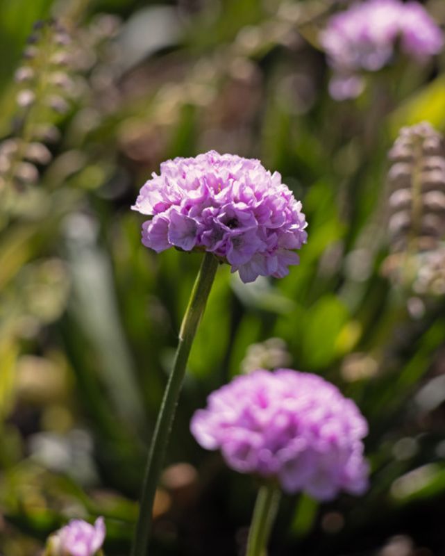 Armeria Dreameria® 'Sweet Dreams'