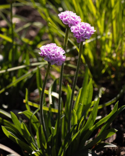 Armeria Dreameria® 'Sweet Dreams'