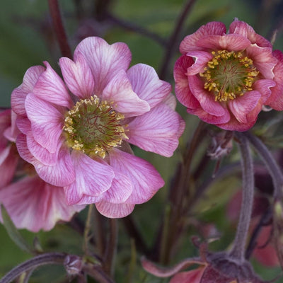 Geum Tempo™ 'Rose'