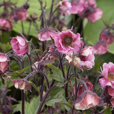 Geum Tempo™ 'Rose'