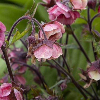 Geum Tempo™ 'Rose'