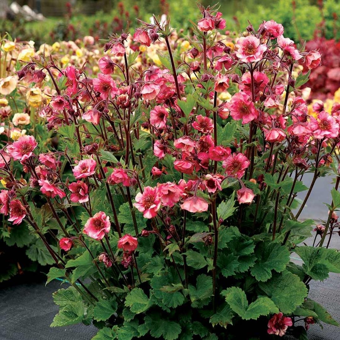 Geum Tempo™ 'Rose'