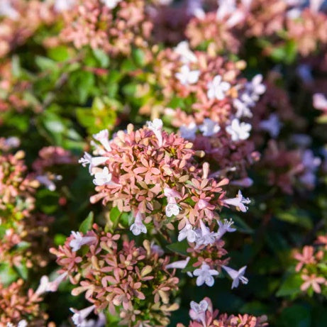 Abelia 'Rose Creek'