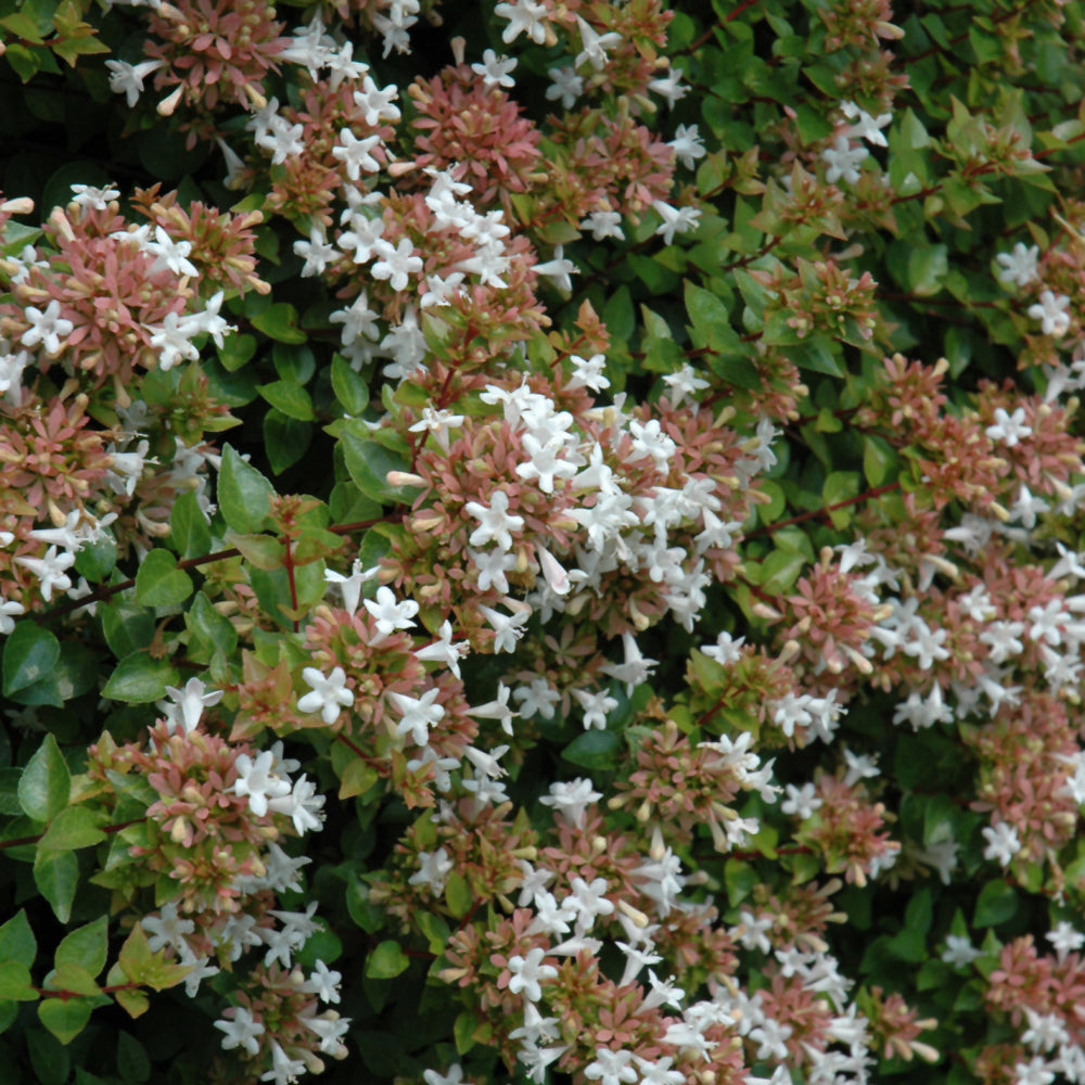 Abelia 'Rose Creek'