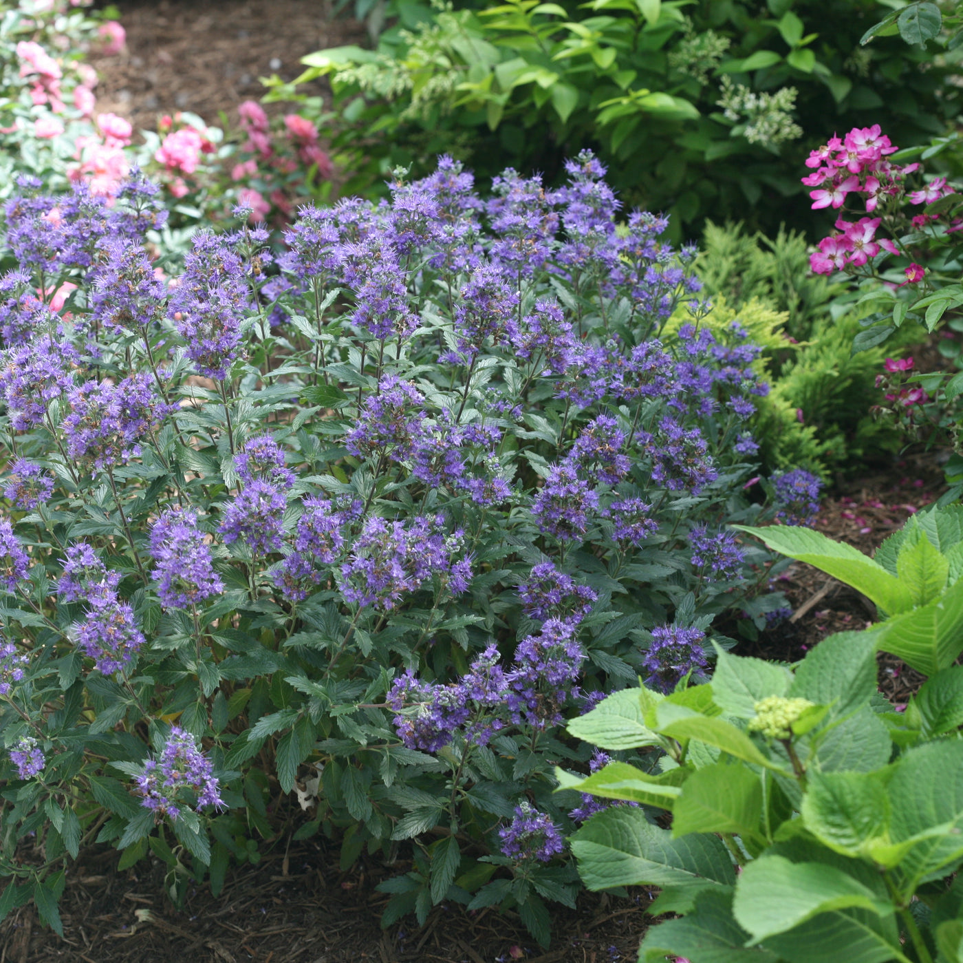 Caryopteris 'Beyond Midnight' (PW)