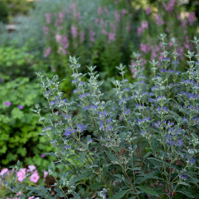 Caryopteris 'Beyond Midnight' (PW)