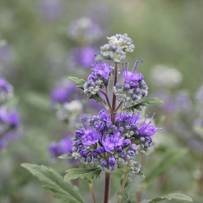 Caryopteris 'Beyond Midnight' (PW)