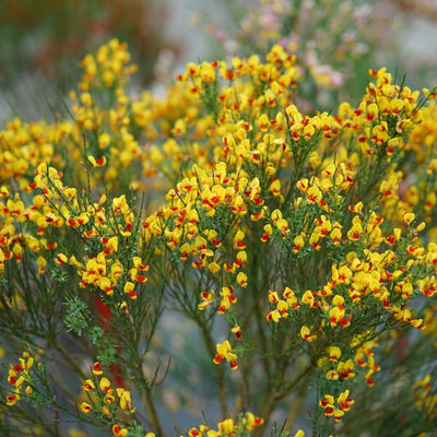 Cytisus Sister Disco® (PW)