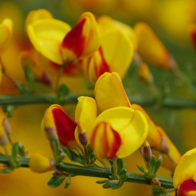 Cytisus Sister Disco® (PW)