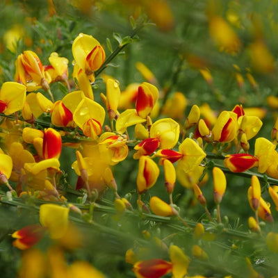 Cytisus Sister Disco® (PW)