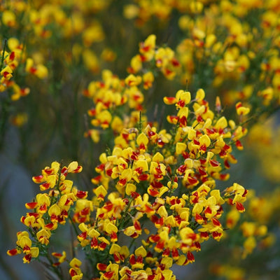 Cytisus Sister Disco® (PW)