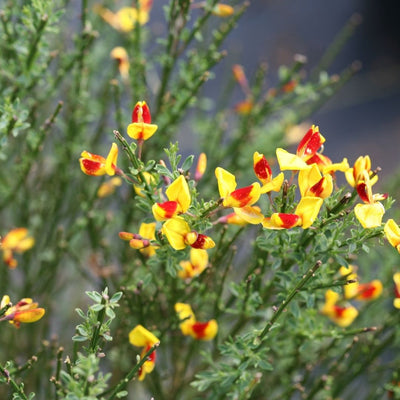 Cytisus Sister Disco® (PW)