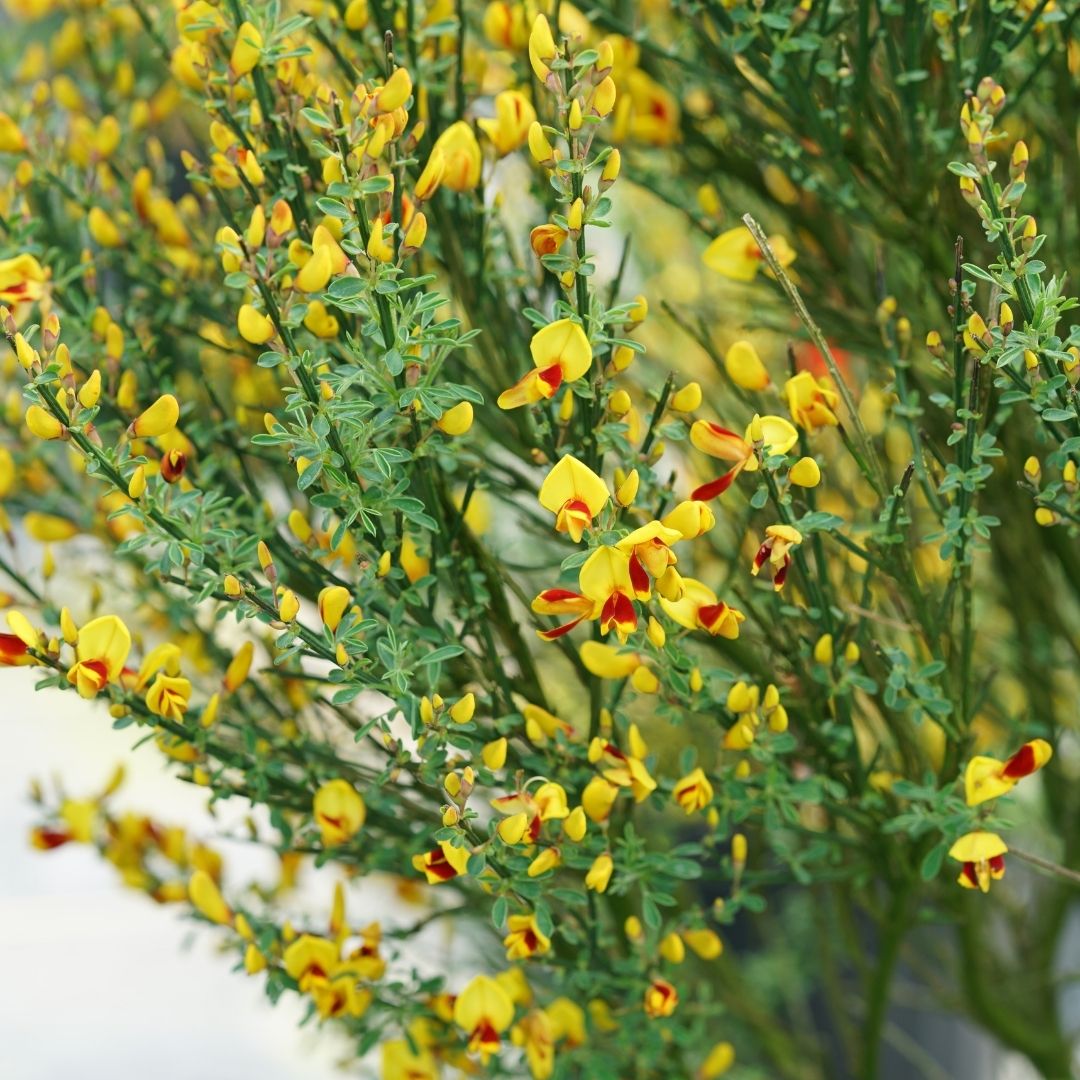 Cytisus Sister Disco® (PW)