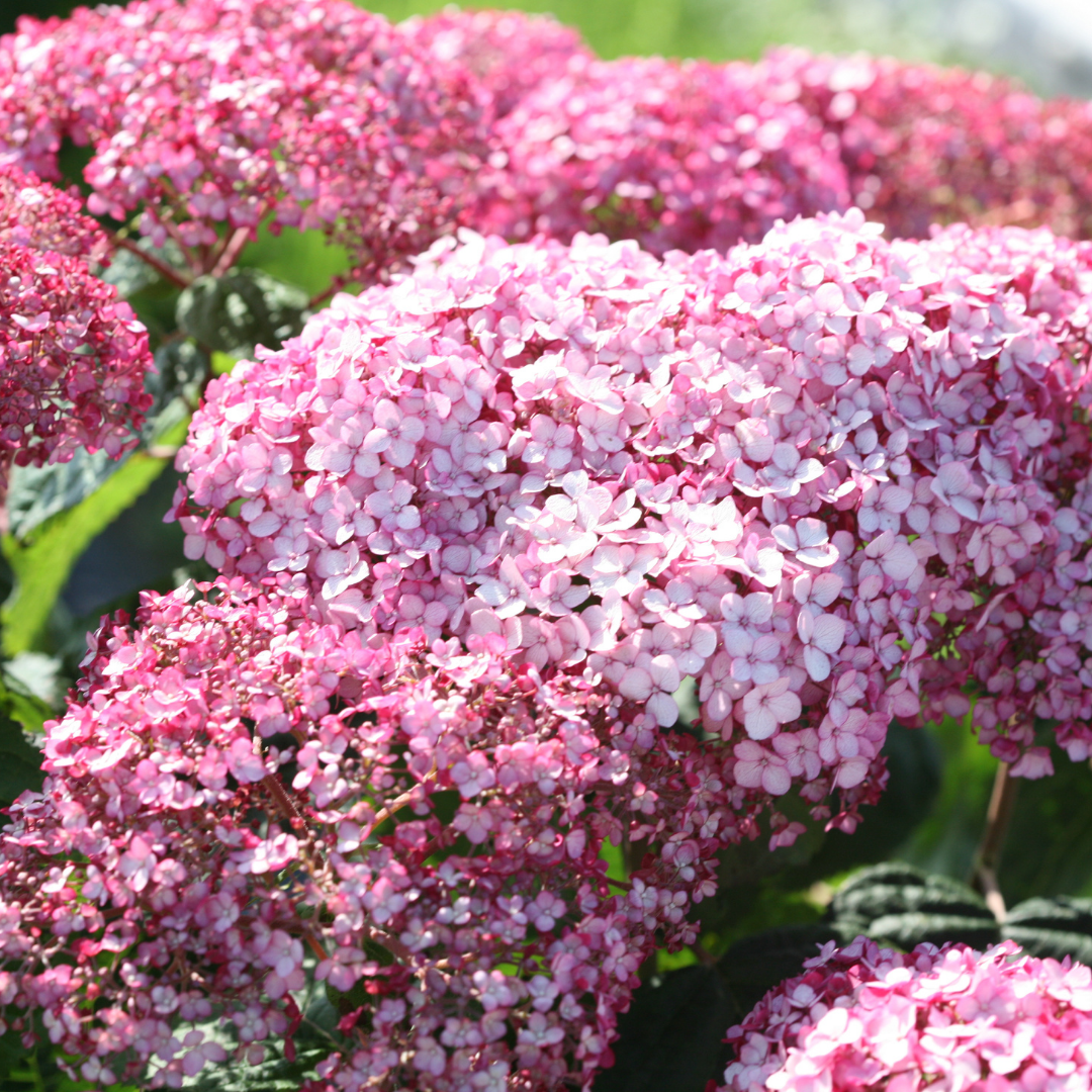 Hydrangea arb. 'Incrediball Blush' (PW)