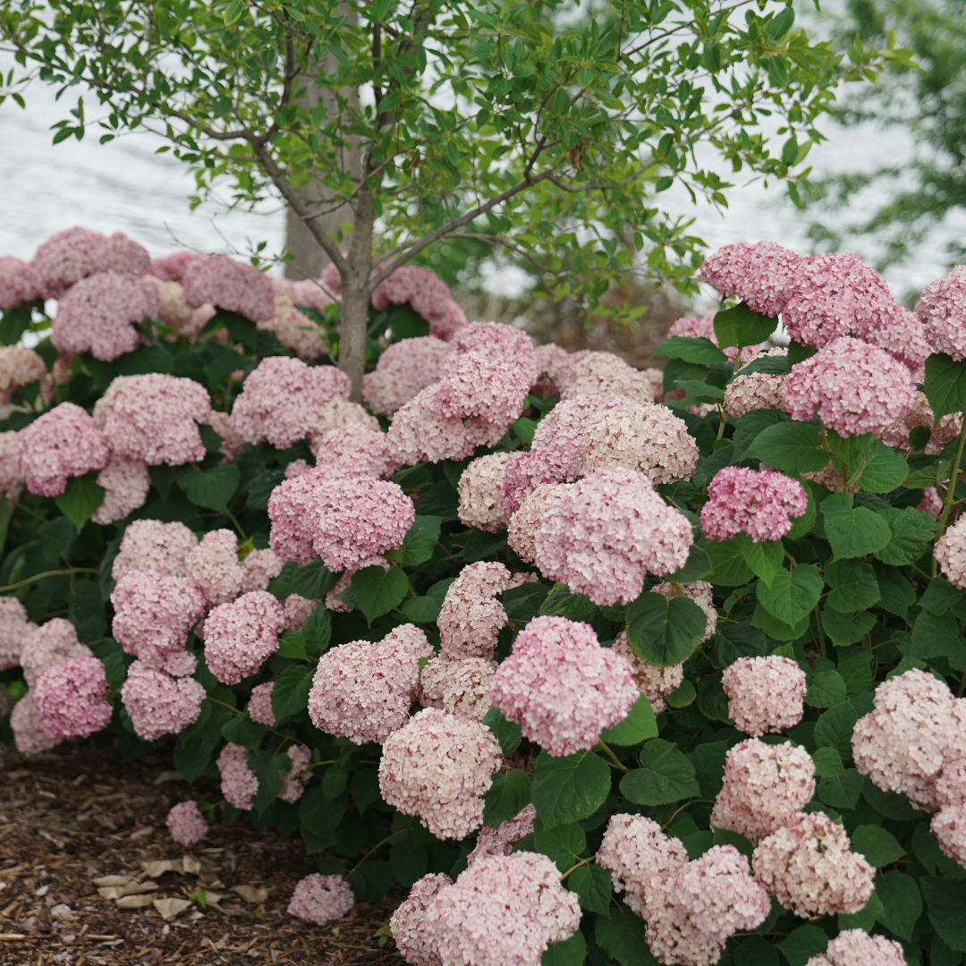 Hydrangea arb. 'Incrediball Blush' (PW)