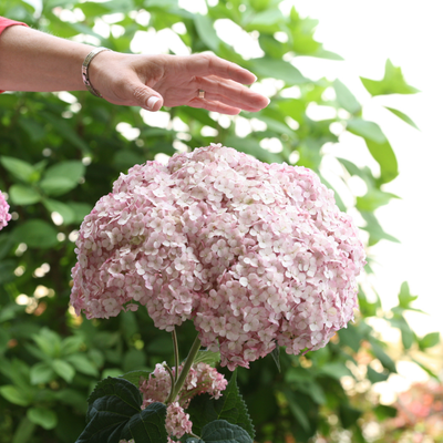 Hydrangea arb. 'Incrediball Blush' (PW)