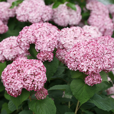 Hydrangea arb. 'Incrediball Blush' (PW)