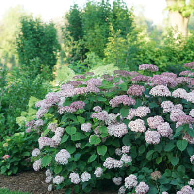 Hydrangea arb. 'Incrediball Blush' (PW)