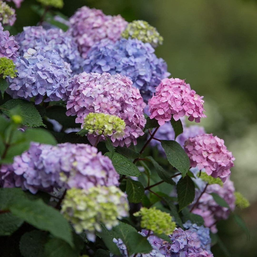 Hydrangea mac. Endless Summer® Bloomstruck