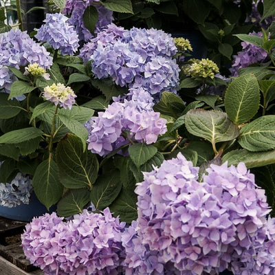 Hydrangea mac. Endless Summer® Bloomstruck